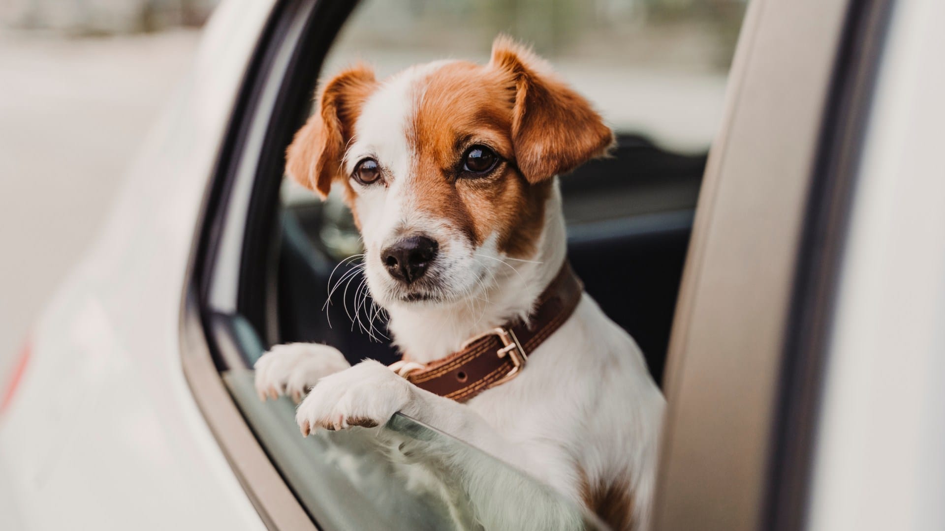 Dog Fires shotgun from pickup truck woman injured shocking incident goes viral