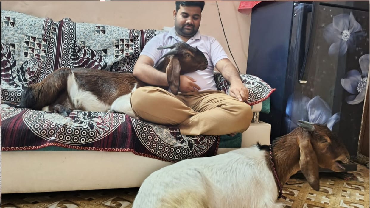 Gorakhpur Bakrid: Kashif Buys Goats Shahrukh-Salman For 55000 in Gorakhpur
