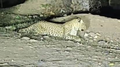 begun leopard movement chittorgarh leopard entered village calf hunted rajasthan news