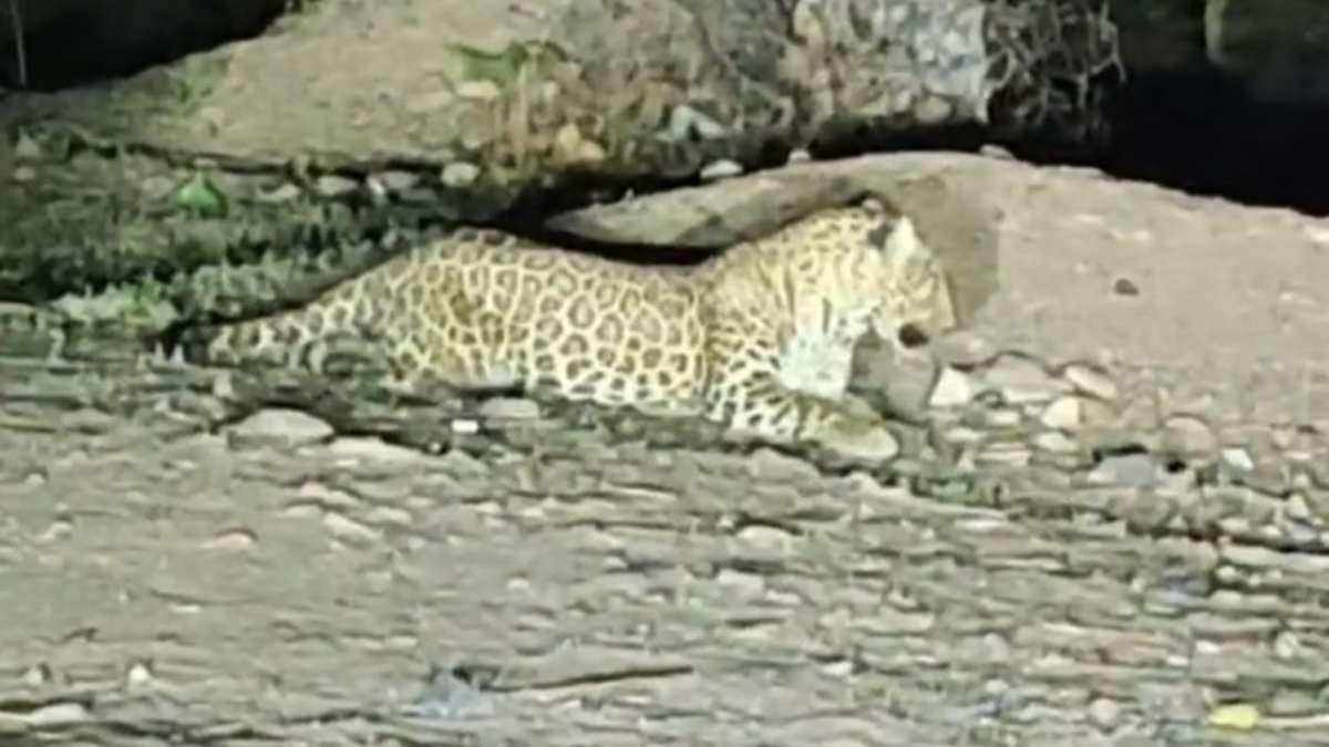 begun leopard movement chittorgarh leopard entered village calf hunted rajasthan news
