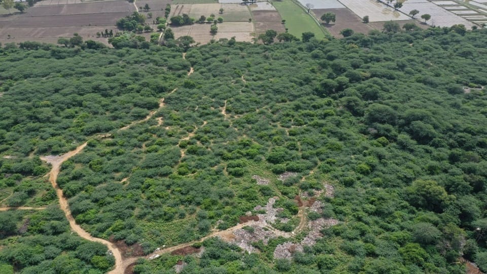 Ancient Braj Forests to Be Revived Under Massive Green Restoration Project