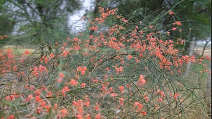 Desert’s Lifeline: How Ker Trees Protect Rajasthan’s Ecology, Wildlife And Rural Livelihoods