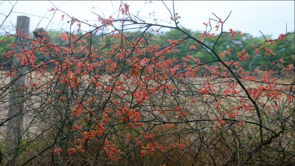 Desert’s Lifeline: How Ker Trees Protect Rajasthan’s Ecology, Wildlife And Rural Livelihoods