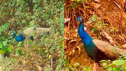 First time peacock spotted in a populated area in Mussoorie Forest Department increased surveillance