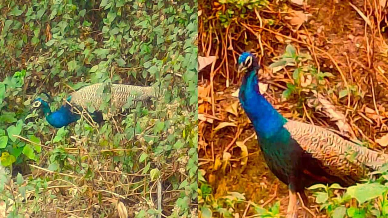 First time peacock spotted in a populated area in Mussoorie Forest Department increased surveillance