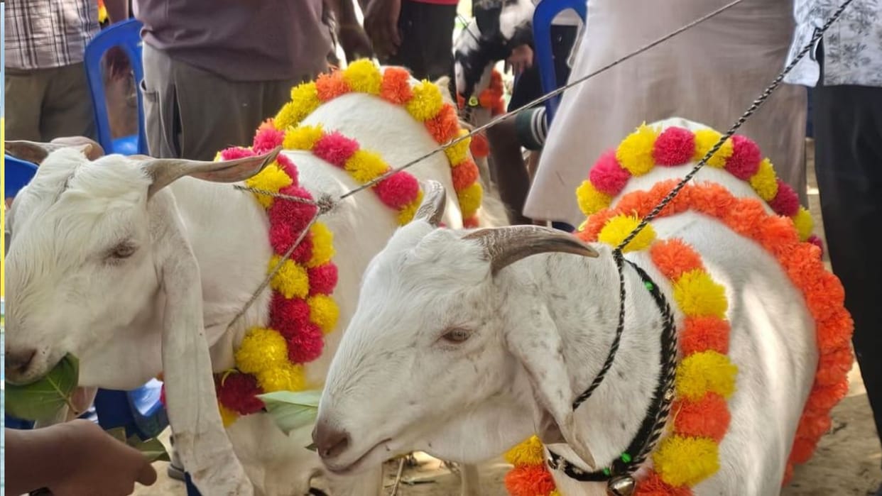 Bakrid 2026: 'Sultan' And 'Raja Babu' Goat Pair Sold For Rs 3.5 Lakh In Gorakhpur Market