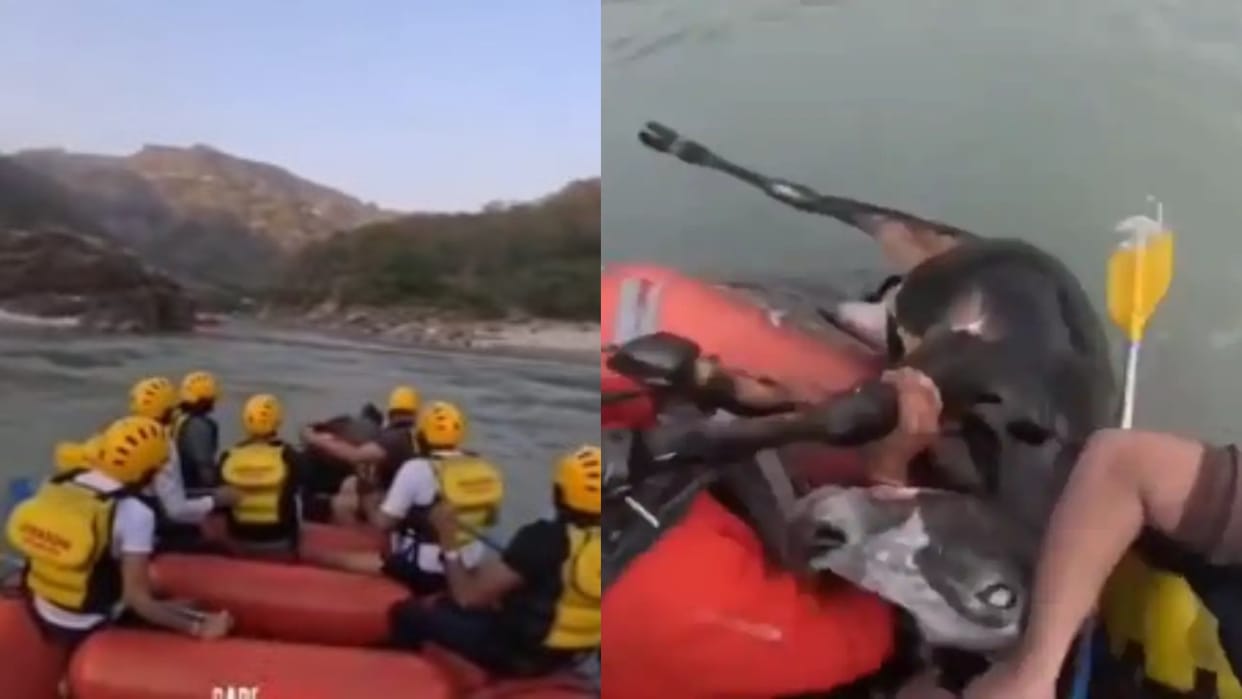 Youths rafting in the Ganga River rescue a cow video goes viral on social media