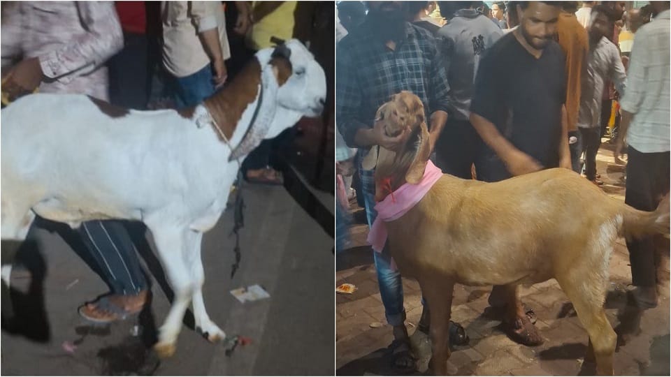 बकरीद पर कुर्बानी के लिए बकरों की खरीद-फरोख्त