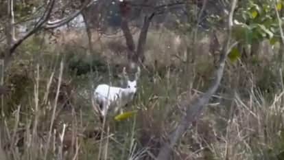 Chief Minister Assam Shared Rare Sight Of Albino Hog Deer From The Kaziranga National Park