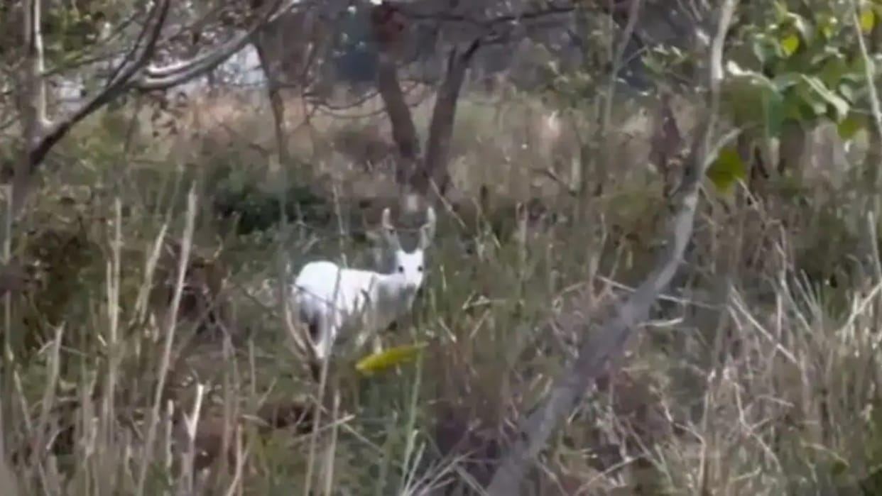 Chief Minister Assam Shared Rare Sight Of Albino Hog Deer From The Kaziranga National Park