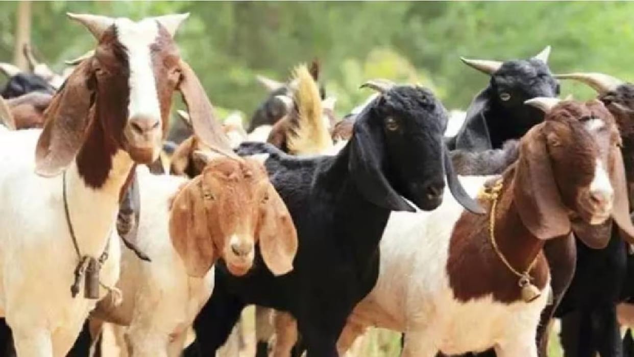 UP: In this market, a goat named 'Shah Rukh' is selling for ₹50,000, while a sheep named 'Latif' is priced at