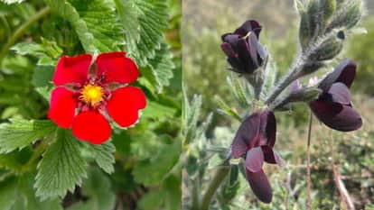 Valley of Flowers Open on June 1st Flowers Begin to Add Splendor Chamoli News Uttarakhand