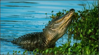 When ferocious crocodiles ruled the Earth; what is a mekosuchine?
