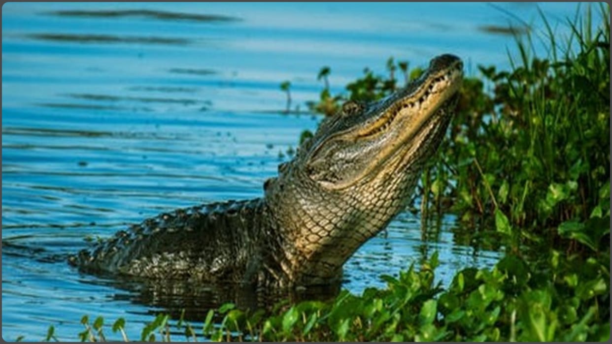 When ferocious crocodiles ruled the Earth; what is a mekosuchine?