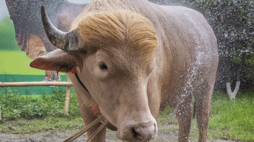 bangladesh viral donald trump nicknamed buffalo spared from sacrifice iran mocks us president