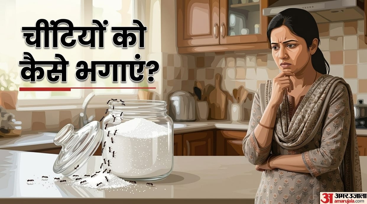 What to do if there are ants in the sugar container mein chiti lagane par kya kare