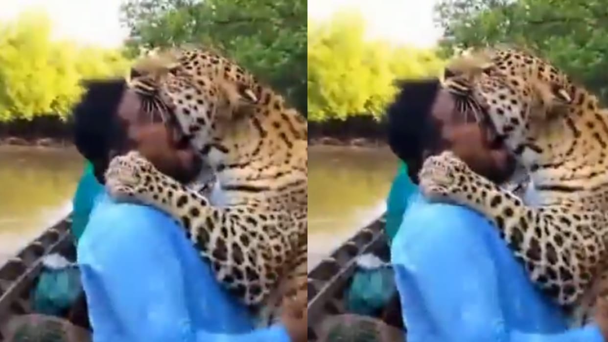 leopard attack on fisherman in sundarban while fishing in the river Viral AI Video Know the Truth