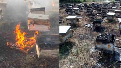 Rishikesh News Fire Approximately 150 boxes reduced to ashes after a fire broke out at a bee farm