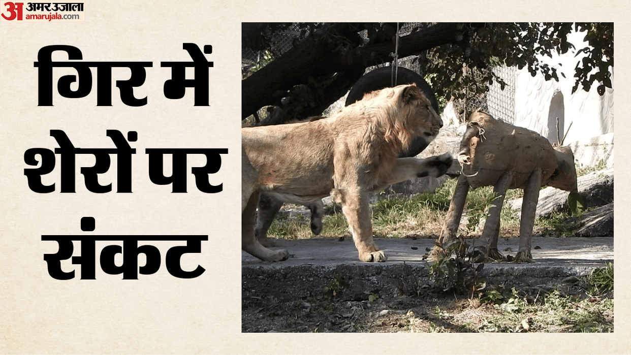 Gir forest on alert as 4 lion cubs die amid infection fears, CM Patel holds review meeting