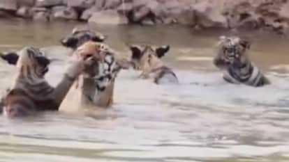 several tigers spotted frolicking in the water at Dudhwa amidst the scorching heat