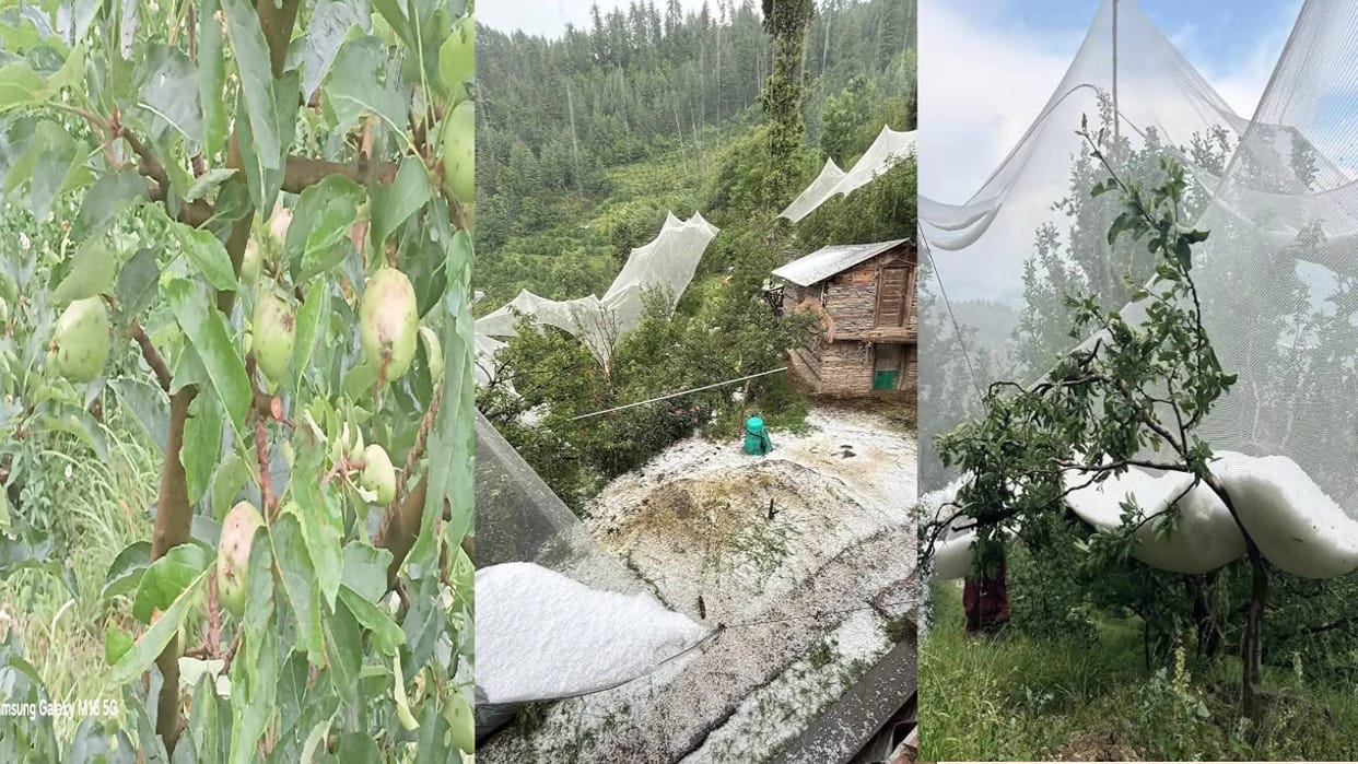 Himachal Weather: Hailstorms Damage Apple Crops in Several Parts; know How Many Days  Rains Will Continue