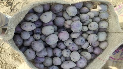 आलू की कुफरी नीलकंठ किस्म