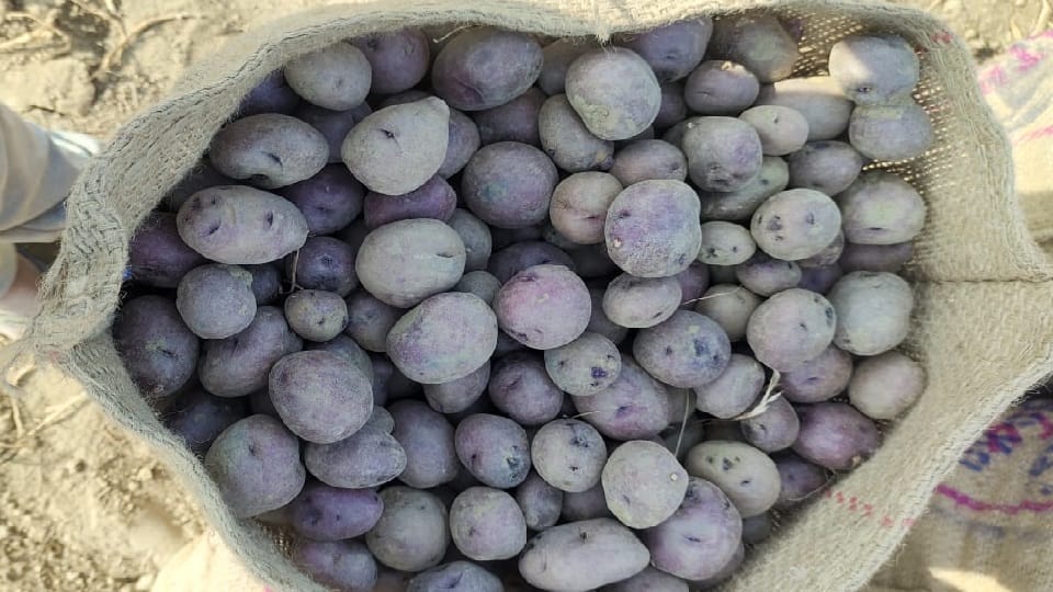Potato, the new laboratory for science and research