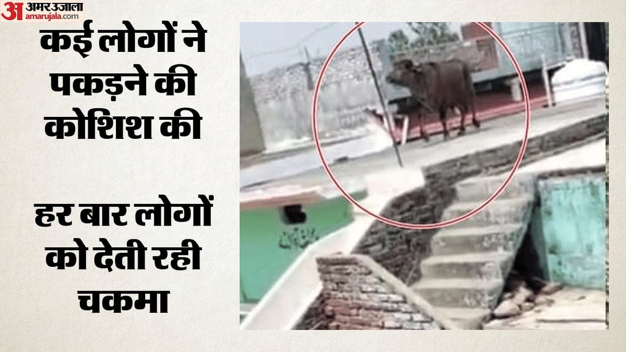 'Operation Buffalo' in Rampur: Climbs onto Rooftop Before Sacrifice, Chases Away Those Attempting to Catch It