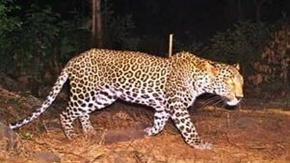 Leopard Preys on Multiple Animals in 15 Days; Residents Confined to Their Homes as Dusk Falls