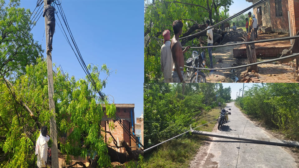 Havoc of Storm and Rain in Auraiya: Trees and Electric Poles Topple Across the District