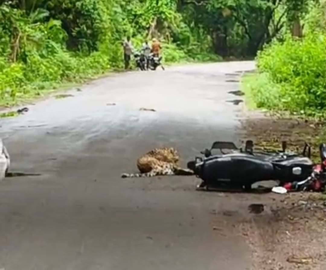 Bahraich: A leopard suddenly appeared in front of a bike, causing the young man to fall, then mustered courage