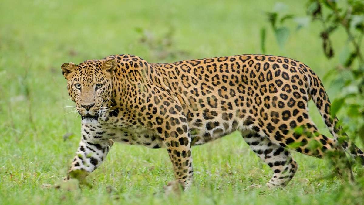 Another Leopard Sighted in Purnia's Rupauli; Forest Department Launches Rescue Operation With Drones and Cages
