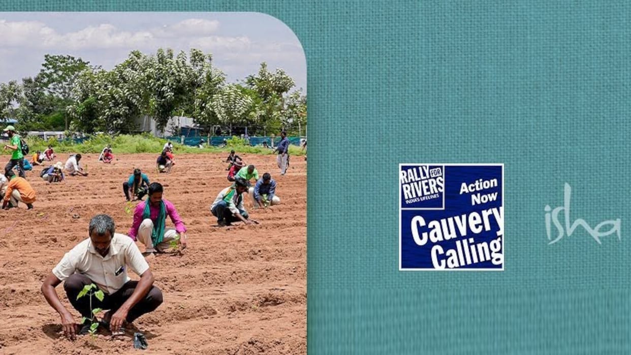 Cauvery Calling Campaign: Tree-Based Farming Boosts Farmers' Income, Isha Foundation Plays Key Role