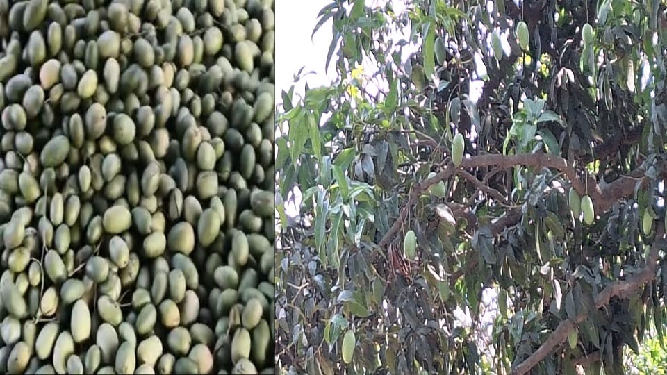 Mango orchards destroyed by storm, rain and hailstorm