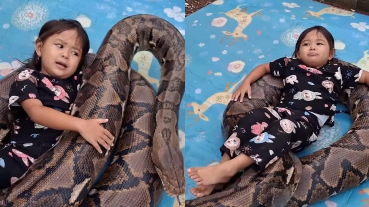 viral video child lying on reticulated python snake shocking video social media trending news