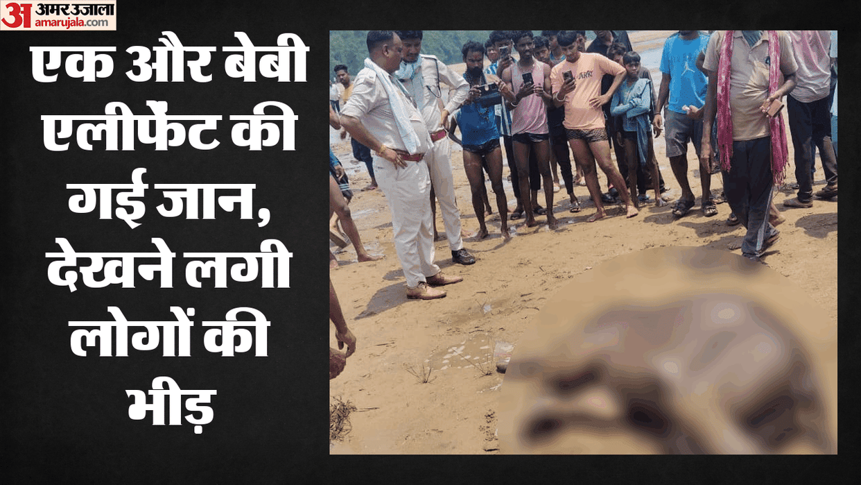 Elephant calf dies in Raigarh today suspected drowning