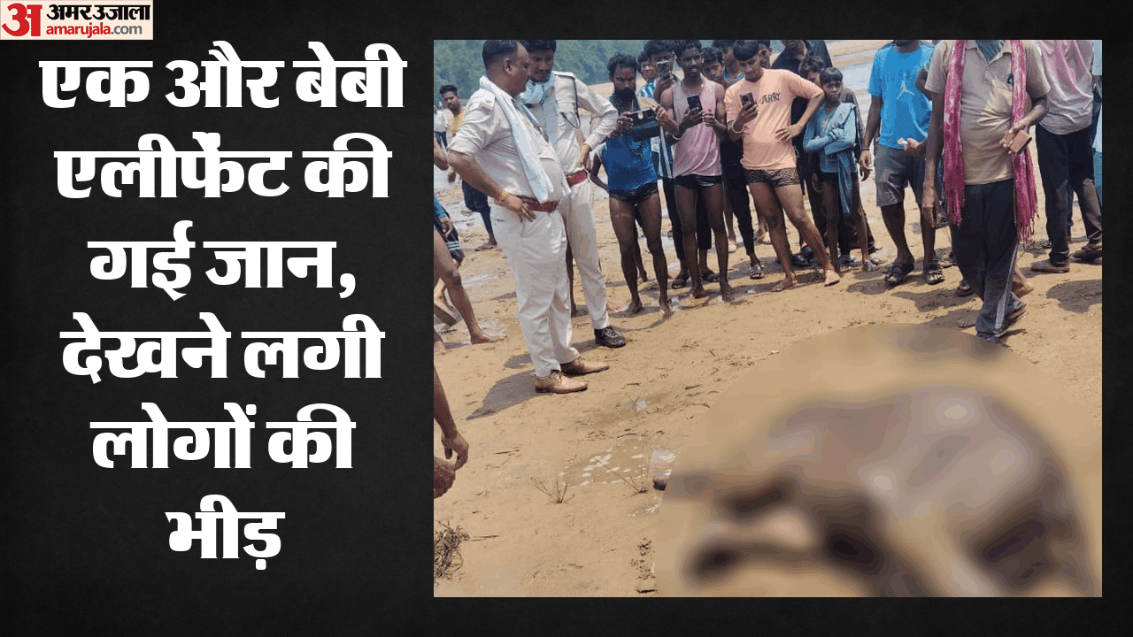रायगढ़ में हाथी शावक की मौत