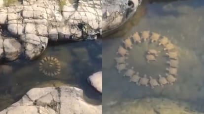 कछुओं की गोलमेज बैठक का वीडियो वायरल