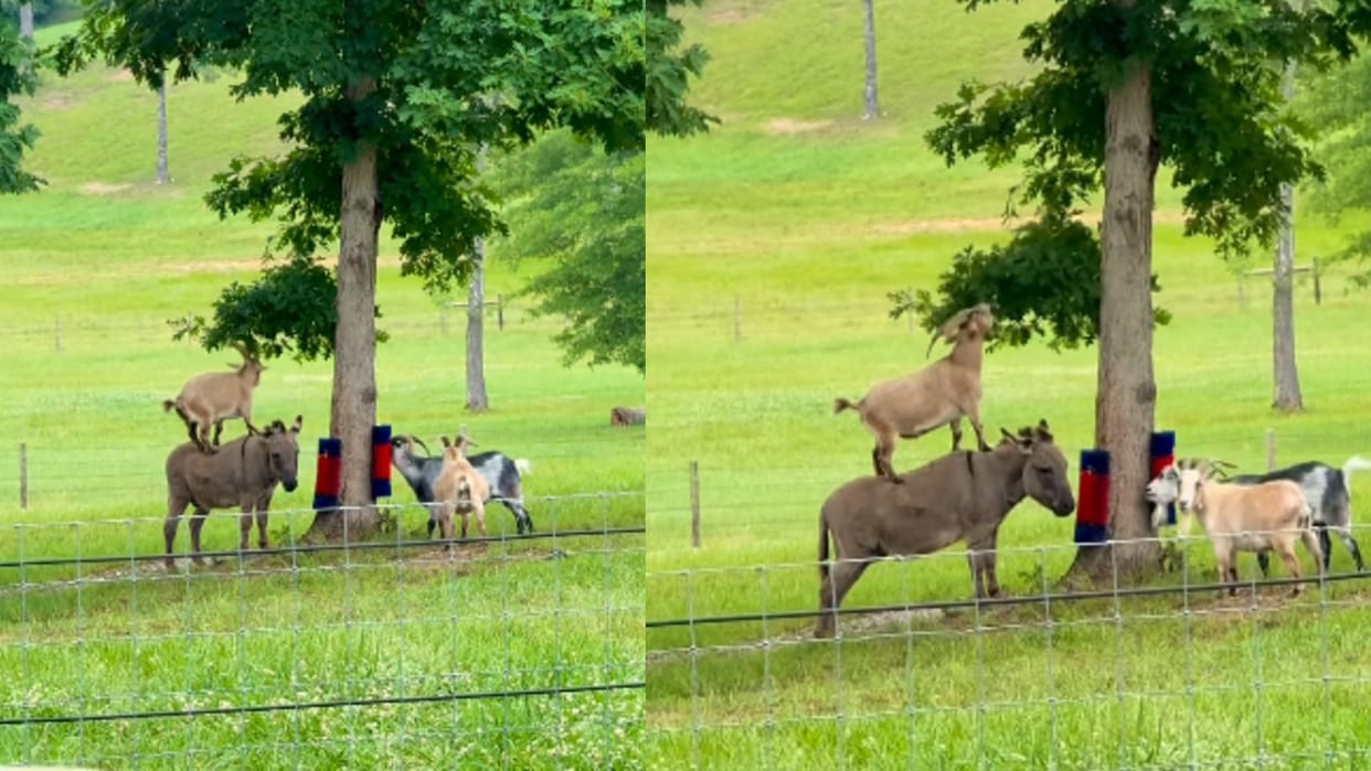 Goat And Donkey Video Viral On Social Media People remembered Majnu Bhai from the movie Welcome