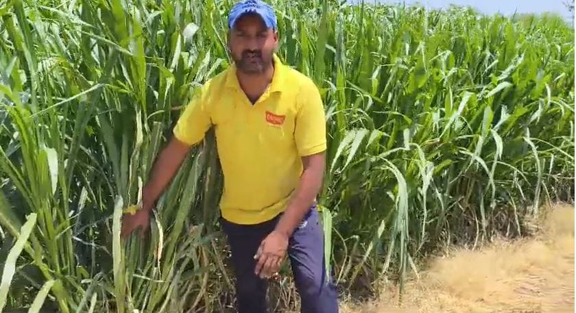 Farmer Turns YouTube Learning Into Profitable Napier Grass Farming Venture