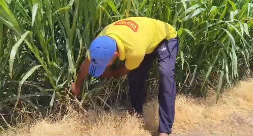 Farmer Turns YouTube Learning Into Profitable Napier Grass Farming Venture