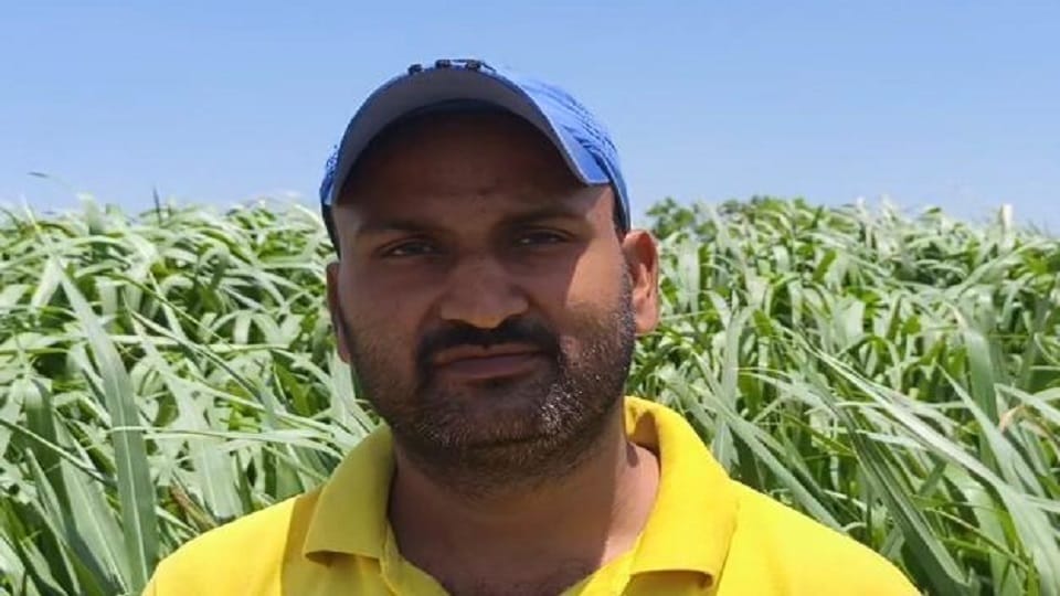 Farmer Turns YouTube Learning Into Profitable Napier Grass Farming Venture