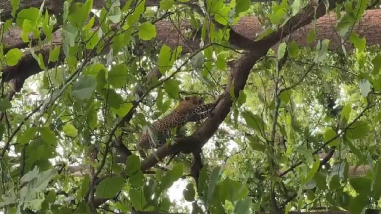 पेड़ पर तेंदुआ