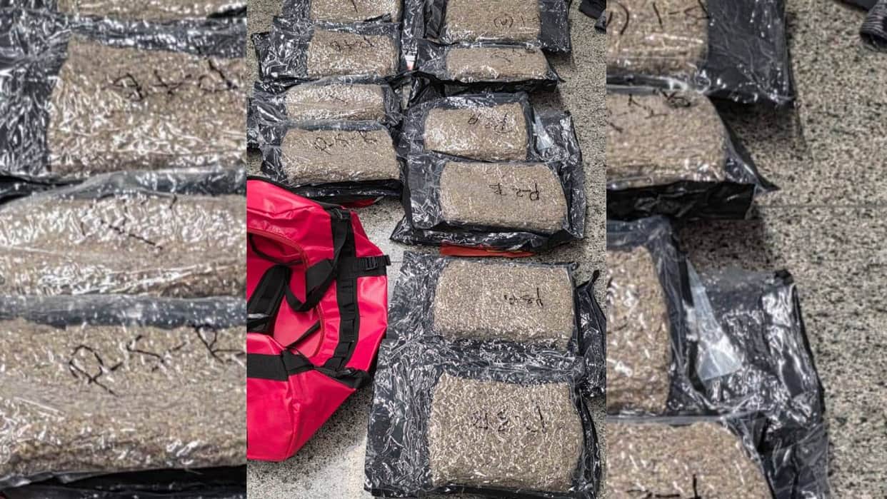 UP: 56 kg of cannabis seized while being transported from Odisha to Lucknow; smuggler arrested.