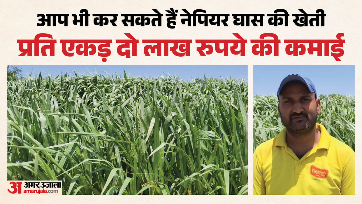 Farmer Turns YouTube Learning Into Profitable Napier Grass Farming Venture