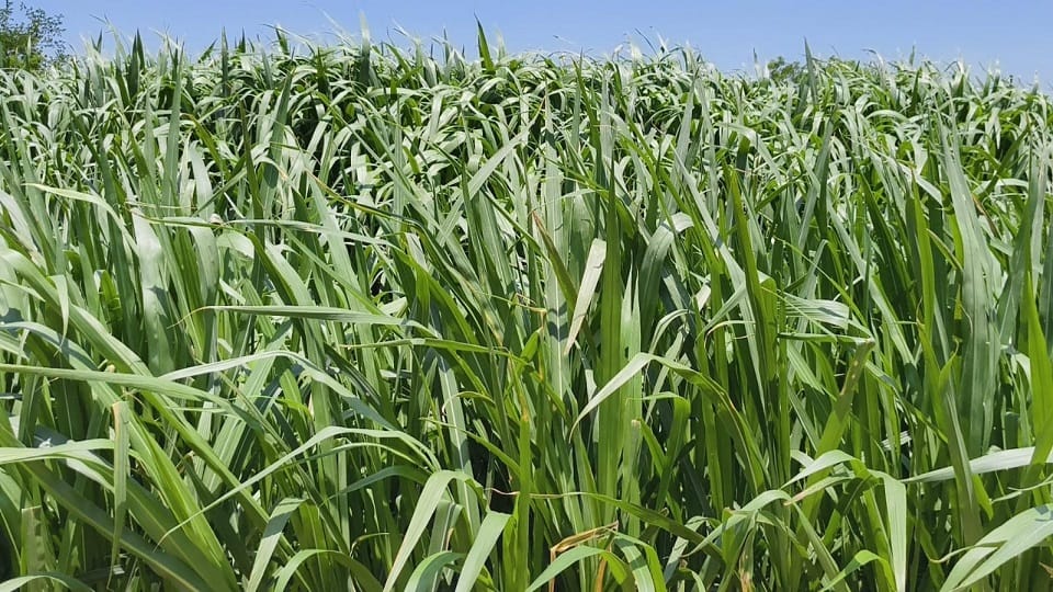 Farmer Turns YouTube Learning Into Profitable Napier Grass Farming Venture