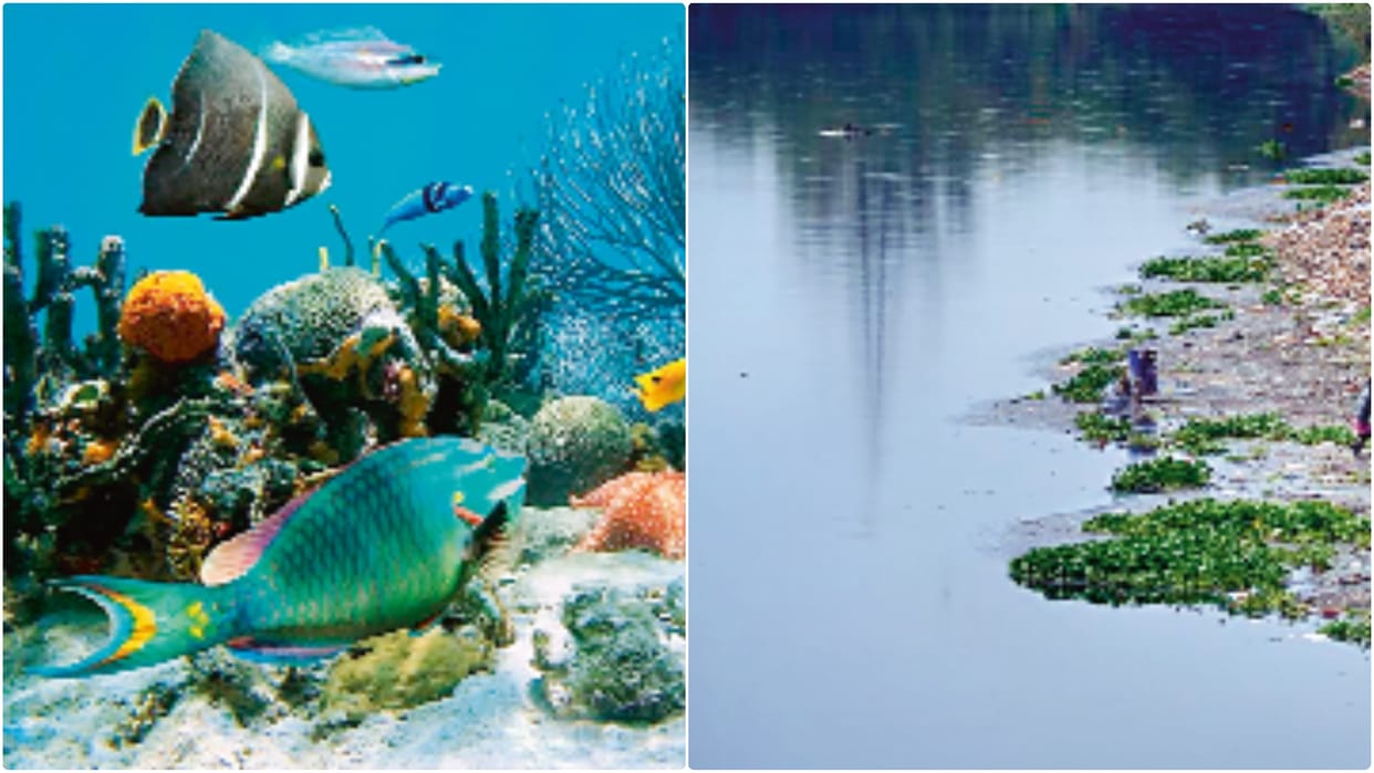 rivers losing their breath and alarming the danger; lack of dissolved oxygen threatens aquatic life