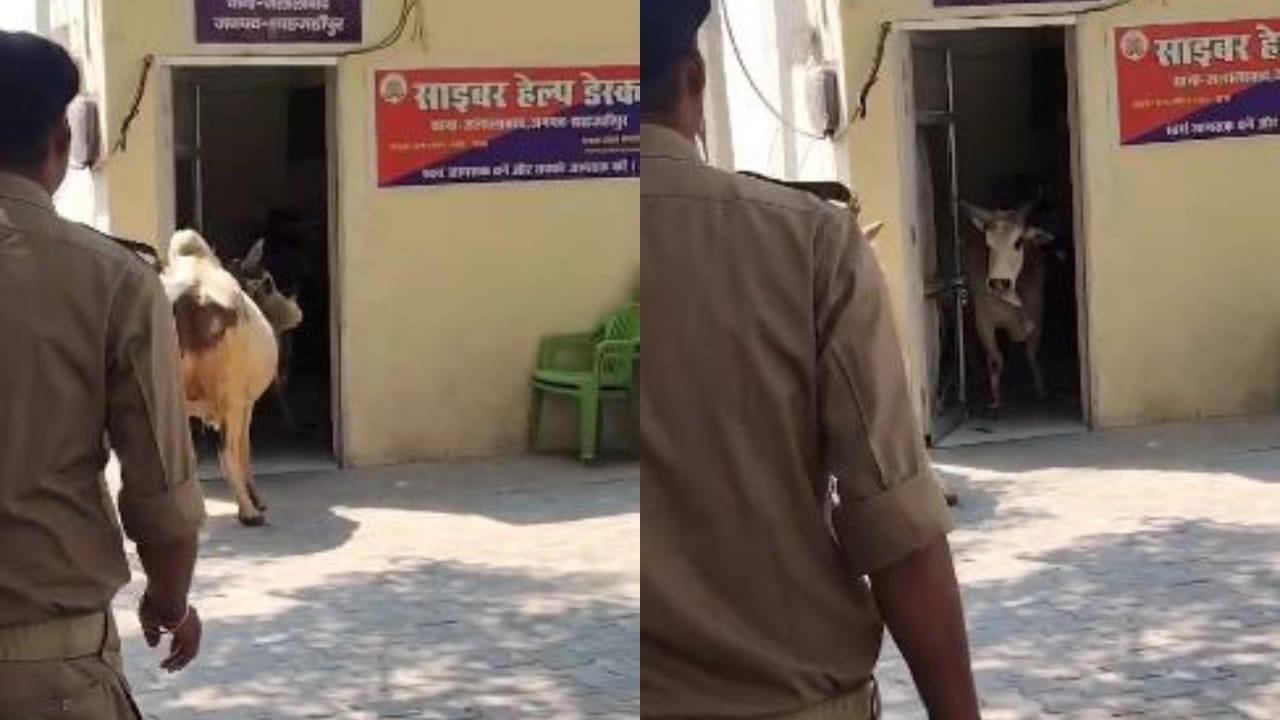 थाने में सांड़ों ने मचाया उत्पात