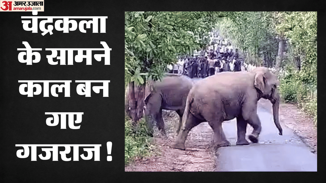woman died after being attacked by an elephant in Raigarh