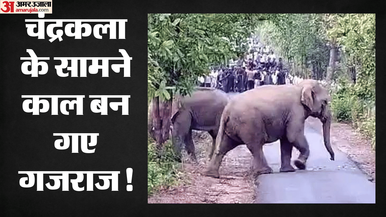 हाथी के हमले से बुजुर्ग महिला की मौत